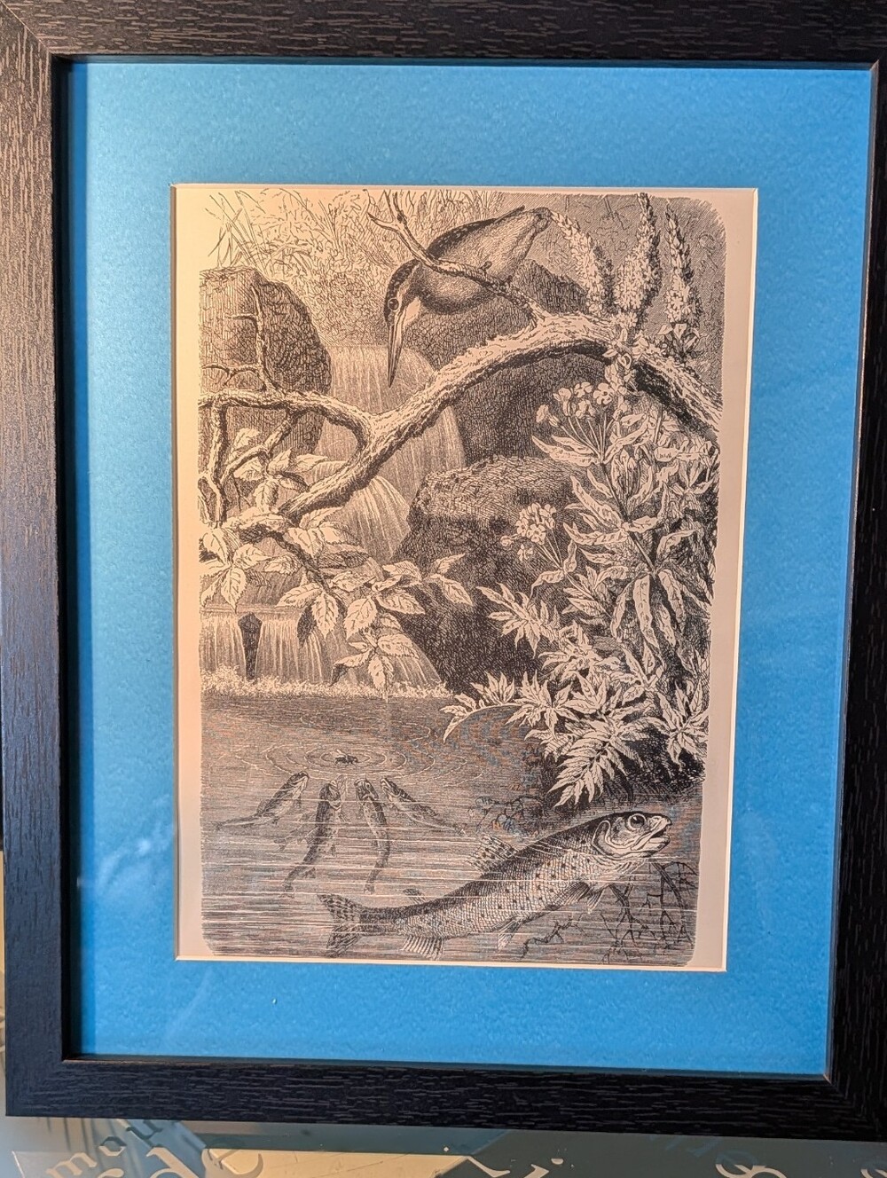 Vintage Fish& Birds Art Print - Stunning 127 Year Old Print From Recycled Book
